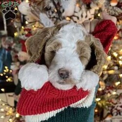 Steve Earl/Standard Poodle									Puppy/Male	/6 Weeks,Steve is a white and red parti poodle.  He is 6 weeks old and has been wormed twice and will receive his first shots next week.  He is being raised in our home and has been socialized with family.  He is ready to be AKC registered when in his forever home. He is eating kibble and still being nursed by his mother.  He will be ready for pick up after 12/8/23. 