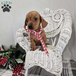Chuck/Dachshund									Puppy/Male	/6 Weeks,Hi there, meet this adorable little Mini dachshund that will bring you hours of entertainment and great joy. These are super suite and gentle, and would be great with kids and will  be ready to join you for your Christmas holiday! Adult guesstimated weight is between 6 and 7 pounds. If you would like to set up an appointment to meet our adopt this little boy, please text or call Barb. A non refundable deposit of a $150 will hold the puppy for you.