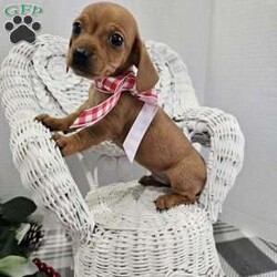 Chuck/Dachshund									Puppy/Male	/6 Weeks,Hi there, meet this adorable little Mini dachshund that will bring you hours of entertainment and great joy. These are super suite and gentle, and would be great with kids and will  be ready to join you for your Christmas holiday! Adult guesstimated weight is between 6 and 7 pounds. If you would like to set up an appointment to meet our adopt this little boy, please text or call Barb. A non refundable deposit of a $150 will hold the puppy for you.