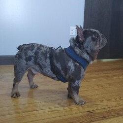 Ivory/Frenchton									Puppy/Female	/7 Weeks,Ivory is a very lively  and friendly  puppy, she is well socialized  with children. Please  watch my video below 