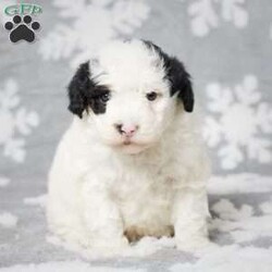 Elam/Mini Sheepadoodle									Puppy/Male	/5 Weeks,Elam is an adorable Mini Sheepadoodle who is sure to steal your heart with his sweet and endearing personality. This charming pup has been raised in a loving family environment, ensuring he’s well-socialized and ready to become a cherished member of your family. Elam comes equipped with a microchip for added security and peace of mind, and he’s also up to date on all his vaccines and dewormer treatments, prioritizing his health and well-being.