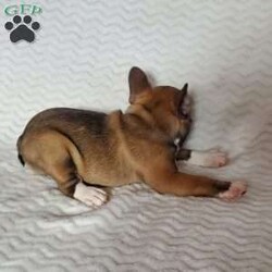 Ivory/Frenchton									Puppy/Female	/7 Weeks,Ivory is a very lively  and friendly  puppy, she is well socialized  with children. Please  watch my video below 