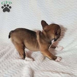 Ivory/Frenchton									Puppy/Female	/7 Weeks,Ivory is a very lively  and friendly  puppy, she is well socialized  with children. Please  watch my video below 