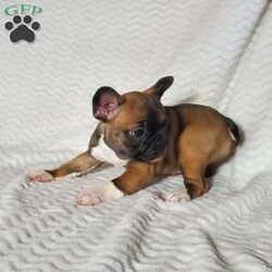 Ivory/Frenchton									Puppy/Female	/7 Weeks,Ivory is a very lively  and friendly  puppy, she is well socialized  with children. Please  watch my video below 