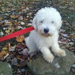 Jakobi/Coton de Tulear Mix									Puppy/Male	/7 Weeks,Jakobi is an adorable Coton-Poo baby, and he specializes in snuggle time! This sweet pup loves his people and will never leave your side. Playtime is no joke to him, and he will always find a way to make you smile with his cute puppy antics. He is a delightful mix of charm and playfulness:) Don’t miss out on the opportunity to make him yours today!