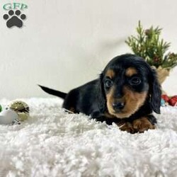 Sally/Dachshund									Puppy/Female	/8 Weeks,Sally is looking for her forever home. She is a Mini Dachshund puppy. She is up to date on all vaccinations and dewormers. She is very playful and loves to give kisses and cuddles.