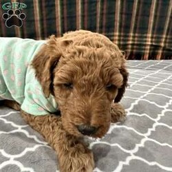 Minny Jackson/Standard Poodle									Puppy/Female	/5 Weeks,Minny is a red female standard poodle puppy. She is one of the bigger puppies in the litter.  She has a white blaze on her chest. Pretty face