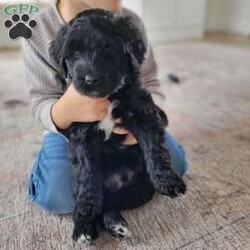 Jose/Portuguese Water Dog									Puppy/Male	/6 Weeks,Happy-go-lucky, sweet.  Loves to play with our boys; raised in our home with our family. Mother is our indoor family pet. Parents have had genetic testing done with clear results and hips evaluated with good results.