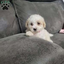 Chloe/Maltipoo									Puppy/Female	/7 Weeks,Here is a happy little girl! She is looking for her forever home. Please call or text with any questions 