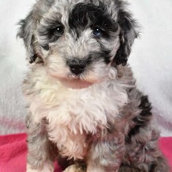 Nova/Mini Sheepadoodle									Puppy/Female	/7 Weeks,Meet Nova, she is an F1B Mini Sheepadoodle that will melt your heart with her cuteness, super sweet, loving  and personality. She is very well socialized and is played with everyday, if you are looking for a best friend or the perfect addition to your family, we would love to hear from you. She will be vet checked to ensure he is in good health and will be up to date on shots and dewormer. She will also come with a 30 day health guarantee and a 1-year genetic health guarantee. Call us today to give this little sweetheart a loving home filled with lots of hugs and cuddles! you can also visit our personal website at adorablepups.net