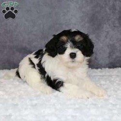 Zelda/Mini Sheepadoodle									Puppy/Female	/8 Weeks,Zelda is a mini sheepadoodle puppy! That loves to be cuddle and will be running around after you where ever you go! She is a Healthy little girl she was inspected by a veternarian on 2-16-24  if you would like to see her results i can send a photo of them to you! She is also up to date on all her Vaccines and Dewormer! And has also been Microcipped that is registered with Global Pet Security. 