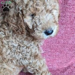 Chance/Standard Poodle									Puppy/Male	/December 27th, 2023,Chance is a snuggle pup. He loves to play but also loves to snuggle on the couch. He especially loves belly rubs. 
