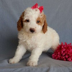 Blossom/Mini Goldendoodle									Puppy/Female	/7 Weeks,Prepare to fall in love!!! My name is Blossom and I’m the sweetest little F1b mini goldendoodle looking for my furever home! One look into my warm, loving eyes and at my silky soft coat and I’ll be sure to have captured your heart already! I’m very happy, playful and very kid friendly and I would love to fill your home with all my puppy love!! I am full of personality, and I give amazing puppy kisses! I stand out way above the rest with my beautiful, fluffy red and white coat !! I will come to you vet checked,microchipped and up to date on all vaccinations and dewormings . I come with a 1-year guarantee with the option of extending it to a 3-year guarantee and shipping is available! My mother is Sadie, an F1 mini goldendoodle weighing 35# with a heart of gold and my father is Atlas, our 16# AKC genetically clear poodle with an awesome personality and he has been genetically tested clear! Both of my parents are very sweet and kid friendly which will make me the same and they are both on the premises and available to meet! I will grow to approx 20-24# and I will be hypoallergenic and nonshedding! Why wait when you know I’m the one for you? Call or text Martha to make me the newest addition to your family and get ready to spend a lifetime of tail wagging fun with me! (7% sales tax on in home pickups)