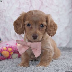 Iva/Dachshund									Puppy/Female	/9 Weeks,To contact the breeder about this puppy, click on the “View Breeder Info” tab above.