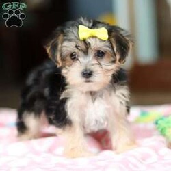 Addy/Morkie / Yorktese									Puppy/Female	/8 Weeks,Meet Addy! If you are looking for a puppy with lots of energy are you definitely at the right place. This baby will love being by your side all day. The Morkie is a delightful small designer dog breed that is a cross between a Maltese and a Yorkshire Terrier. They often have expressive eyes and a button nose, contributing to their adorable appearance. They can adapt well to different activity levels and are content with indoor playtime as long as they receive sufficient attention and stimulation. You will fall in love with this sweet baby the minute you see her.