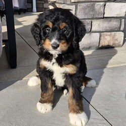 Callie/Bernedoodle									Puppy/Female	/10 Weeks,Callie is a beautiful an loving bernedoodle, she loves to cuddle with our children,she is up to date on shots an deworming, she is vetchecked an micro chipped an comes with a 1 year genetic health guarantee.call today to make her yours!