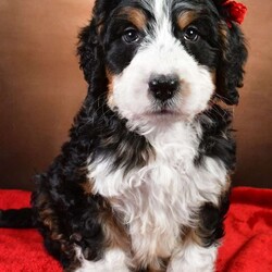 Anthony/Bernedoodle									Puppy/Male	/9 Weeks