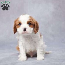 Maverick/Cavalier King Charles Spaniel									Puppy/Male	/6 Weeks,AKC registered / Genetically tested Parents – Happy and healthy – Cavalier King Charles – Up to date on and deworming – Microchipped – 6 month health/1 year genetic guarantees(1yr/2yr if you remain on recommended food)- Full vet examination Call/text/email to schedule a time to come out and visit. We can ship to you, or can meet you at our airport. We can also meet in between if a reasonable distance.
