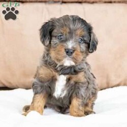 Percy/Cavapoo									Puppy/Male	/9 Weeks,To contact the breeder about this puppy, click on the “View Breeder Info” tab above.