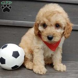 Boomer/Cavapoo									Puppy/Male	/8 Weeks,Look what you just found!! The sweetest little f1b cavapoo face you have ever seen…My name is Boomer and I would love to come home with you! I am sure with one look into my warm, sweet eyes and I’ll be sure I will have captured your heart already! I am very happy, playful and very kid friendly! I stand out above the rest with my beautiful fluffy apricot colored coat!!!  Full of personality and always ready to give amazing puppy kisses, I would love to fill your home with all of my puppy love! I have been vet checked, microchipped and I am up to date on vaccinations and dewormings and I will also come with a 1-year guarantee (extendable to 3 years) Shipping is available! My mother is Molly, our sweet 13# cavapoo with a heart of gold and my father is Boone, a 9# blue merle mini poodle and he has been genetically tested!! That makes me an F1b cavapoo and I will grow to approx. 10-12# and I will be hypoallergenic and nonshedding! !!… Why wait when you know I am meant to be yours? Call or text Martha to make me the newest addition to your family and get ready to spend a lifetime of tail wagging fun!   (7% sales tax on in home pickups) 