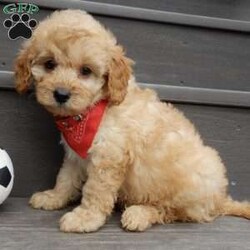 Boomer/Cavapoo									Puppy/Male	/8 Weeks,Look what you just found!! The sweetest little f1b cavapoo face you have ever seen…My name is Boomer and I would love to come home with you! I am sure with one look into my warm, sweet eyes and I’ll be sure I will have captured your heart already! I am very happy, playful and very kid friendly! I stand out above the rest with my beautiful fluffy apricot colored coat!!!  Full of personality and always ready to give amazing puppy kisses, I would love to fill your home with all of my puppy love! I have been vet checked, microchipped and I am up to date on vaccinations and dewormings and I will also come with a 1-year guarantee (extendable to 3 years) Shipping is available! My mother is Molly, our sweet 13# cavapoo with a heart of gold and my father is Boone, a 9# blue merle mini poodle and he has been genetically tested!! That makes me an F1b cavapoo and I will grow to approx. 10-12# and I will be hypoallergenic and nonshedding! !!… Why wait when you know I am meant to be yours? Call or text Martha to make me the newest addition to your family and get ready to spend a lifetime of tail wagging fun!   (7% sales tax on in home pickups) 