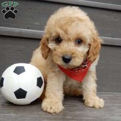 Boomer/Cavapoo									Puppy/Male	/8 Weeks,Look what you just found!! The sweetest little f1b cavapoo face you have ever seen…My name is Boomer and I would love to come home with you! I am sure with one look into my warm, sweet eyes and I’ll be sure I will have captured your heart already! I am very happy, playful and very kid friendly! I stand out above the rest with my beautiful fluffy apricot colored coat!!!  Full of personality and always ready to give amazing puppy kisses, I would love to fill your home with all of my puppy love! I have been vet checked, microchipped and I am up to date on vaccinations and dewormings and I will also come with a 1-year guarantee (extendable to 3 years) Shipping is available! My mother is Molly, our sweet 13# cavapoo with a heart of gold and my father is Boone, a 9# blue merle mini poodle and he has been genetically tested!! That makes me an F1b cavapoo and I will grow to approx. 10-12# and I will be hypoallergenic and nonshedding! !!… Why wait when you know I am meant to be yours? Call or text Martha to make me the newest addition to your family and get ready to spend a lifetime of tail wagging fun!   (7% sales tax on in home pickups) 