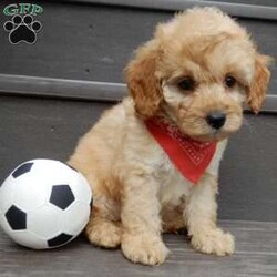 Boomer/Cavapoo									Puppy/Male	/8 Weeks,Look what you just found!! The sweetest little f1b cavapoo face you have ever seen…My name is Boomer and I would love to come home with you! I am sure with one look into my warm, sweet eyes and I’ll be sure I will have captured your heart already! I am very happy, playful and very kid friendly! I stand out above the rest with my beautiful fluffy apricot colored coat!!!  Full of personality and always ready to give amazing puppy kisses, I would love to fill your home with all of my puppy love! I have been vet checked, microchipped and I am up to date on vaccinations and dewormings and I will also come with a 1-year guarantee (extendable to 3 years) Shipping is available! My mother is Molly, our sweet 13# cavapoo with a heart of gold and my father is Boone, a 9# blue merle mini poodle and he has been genetically tested!! That makes me an F1b cavapoo and I will grow to approx. 10-12# and I will be hypoallergenic and nonshedding! !!… Why wait when you know I am meant to be yours? Call or text Martha to make me the newest addition to your family and get ready to spend a lifetime of tail wagging fun!   (7% sales tax on in home pickups) 