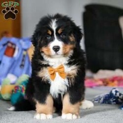 Milo/Bernese Mountain Dog									Puppy/Male	/10 Weeks,A cutie like this is a rare find! Milo is ready to melt your heart and fill your days with happiness. If you are familiar with Bernese Mountain Dogs you will immediately recognize his fluffy tri colored coat and striking eyes. But don’t think his looks are the only adorable thing about this little one, he has a huge personality, the extrovert in him shines through when he meets new people. This little guy has an endless amount of love to give and will bond to his owner for life. 