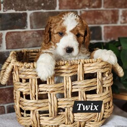 Twix/Mini Bernedoodle									Puppy/Male	/5 Weeks