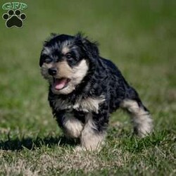 Jasper/Miniature Schnauzer Puppy/Male /January 29th, 2024 Jasper/Miniature Schnauzer Puppy/Male /January 29th, 2024,Are you ready to invite the irresistible charm of miniature schnauzers into your life? Our enchanting litter of miniature schnauzer puppies is here, eagerly awaiting the chance to steal your heart! Known for their intelligence, affection, and unwavering loyalty, these pups are sure to bring joy and companionship into your home.