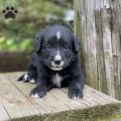 Hudson/Irish Golden Mountain Dog									Puppy/Male	/7 Weeks,Meet Hudson! He is a mellow, sweet boy and likes to go along with the flow. We expect him to grow to around 55-70 lbs as an adult. With improved longevity, hybrid vigor and genetic diversity compared to a purebred dog, our mixed breed B.I.G puppies are BIG on compassion, BIG on loving life, and BIG on their relationship with you. Oak Creeks Irish Golden Mountain Dog is a cross between a purebred Bernese Mountain Dog, and an Irish Golden Retriever. So they are typically 50% Bernese Mountain Dog, 25% Golden Retriever, and 25% Irish Setter. Since our hybrid puppies have the advantage of being a mixed breed with excellent genetic diversity, they have a reduced risk of the genetic diseases that can be found in purebred puppies. With outstanding hybrid vigor and rigorous genetic testing and OFA testing of their parents, they have an improved prospect for a long health life and can be expected to live longer than a purebred puppy of the same breeds. Our puppies are well suited for a family who wants their dog to be involved in their everyday lives and wants a willing, happy, easily trained companion but gets along great with everyone. Oak Creek offers shipping via a pet travel service to any major airport. Shipping costs $550 which covers everything including the crate and health certificate.