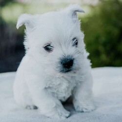 Lucky/West Highland Terrier									Puppy/Male	/8 Weeks,Our sweet lil one is eager to meet his new family! He is friendly, outgoing and loves attention. Will you welcome me into your family today!? Call Nancy to discuss adoption details!