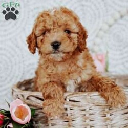 Rose/Mini Goldendoodle									Puppy/Female	/14 Weeks,Do you love Golden retreivers but struggle with the heavy shedding then take a look at this puppy. With their poodle hair but Golden personality they are sure to please.