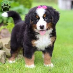 Eden/Bernese Mountain Dog									Puppy/Female	/8 Weeks,Introducing Eden, the epitome of Bernese Mountain Dog charm and beauty. With her striking tri-color coat, bold markings, and soulful eyes, this little girl is a majestic presence that commands attention wherever she goes. Despite her impressive size, she has a gentle and affectionate demeanor that instantly puts everyone at ease. Her warm and loving personality makes her a beloved companion and cherished member of the family. Bernese Mountain Dogs, affectionately known as “Berners,” are beloved by their humans for being powerful workers with an eager-to-please attitude. Their gentle nature makes them perfect family dogs, especially with small children.
