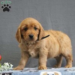 Rowan/Miniature Golden Retriever									Puppy/Male	/9 Weeks,Meet this rich red Mini Golden Retriever puppy who is off to a great start! Up to date on shots and dewormer, vet checked, socialized, and started on crate and leash training this little cutie is searching for a family who is ready to embrace the joys and adventures of raising a puppy. If you are interested in learning more about one of our Mini Golden Retriever puppies contact us today! 