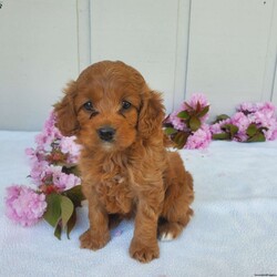 Snuggles/Cockapoo									Puppy/Female	/8 Weeks,Meet Snuggles, a sweet and playful Cockapoo! She is raised around kids and well socialized. Snuggles mom is a 30 lb. Cocker Spaniel and her dad is a 20 lb. Mini Poodle. To find out more about this sweet girl contact Javen Zimmerman today!
