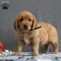 Rowan/Miniature Golden Retriever									Puppy/Male	/9 Weeks,Meet this rich red Mini Golden Retriever puppy who is off to a great start! Up to date on shots and dewormer, vet checked, socialized, and started on crate and leash training this little cutie is searching for a family who is ready to embrace the joys and adventures of raising a puppy. If you are interested in learning more about one of our Mini Golden Retriever puppies contact us today! 