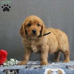 Rowan/Miniature Golden Retriever									Puppy/Male	/9 Weeks,Meet this rich red Mini Golden Retriever puppy who is off to a great start! Up to date on shots and dewormer, vet checked, socialized, and started on crate and leash training this little cutie is searching for a family who is ready to embrace the joys and adventures of raising a puppy. If you are interested in learning more about one of our Mini Golden Retriever puppies contact us today! 