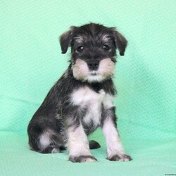 Shadow/Miniature Schnauzer									Puppy/Female	/8 Weeks