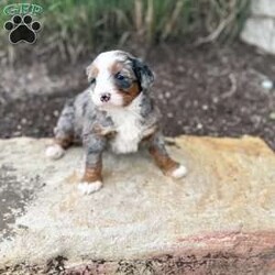 Rose/Mini Bernedoodle									Puppy/Female	/7 Weeks,Rose is a Tri Merle Mini Bernedoodle. Who is expected to weigh around 25-35lbs full grown!