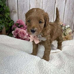 Patty/Mini Goldendoodle									Puppy/Female	/9 Weeks,Say hi to penny! Her sweet personality will make you want to make her your own! She is waiting for someone to show her love and affection! If your looking for a puppy that loves to be cuddled she is the perfect one! She will be around 25 lbs full grown! 