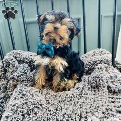 Walter/Yorkie									Puppy/Male	/8 Weeks,Adorable Yorkshire terrier ( yorkie) Male about a pound now will be about 4/5lbs full grown Natural tail FaceTime Available Very outgoing, loves everyone, both do great with kids of all ages, enjoys car rides, likes to play but cuddle too! 8 weeks old Comes vet checked, vaccinated to date, dewormed, free medical with trupanion effective immediately at pick up or delivery, health guarantee, and started on nuvet supplements to support their immature immune systems. Currently eating blue buffalo puppy Located in lake Orion Michigan 10min from Great Lakes crossing mall. Local pick up is welcomed or we have a trusted flight nanny and ground transportation anywhere in the USA We offer financing with terrace pets where they match you with a lender and they pay for the puppy and you make payments to them but get to bring your puppy home as soon as you’re approved. All credit scores considered! Early payoff no penalty. Please ask for my direct link to apply. We accept cash, zelle, venmo, or financing. Deposits aren’t required however, We do NOT hold puppies without a deposit. Deposits are $200. 