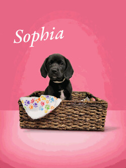 Sophia/Beagle/Female/Baby