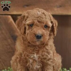 Selena/Mini Goldendoodle									Puppy/Female	/6 Weeks,Looking for some puppy kisses? This little girly is waiting for you to take her to her new home! The generation of this puppy is f1b. Family raised, up to date on shots and dewormer, and comes with a 1 year genetic health guarantee. She’s socialized with our children, who help care for the puppies!! She comes with a small bag of food, blanket, toy and a collar. Give us a call today! We’re open Monday-Saturday 8-8 and closed on Sundays. Sunday messages will be returned on Monday. Country Echoes Kennel,  Raymond Lapp Sunbury Pa 17801 Pa Kennel License #17927