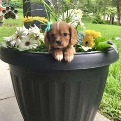 Hunter/Cavalier King Charles Spaniel									Puppy/Male	/7 Weeks,Meet hunter he is a friendly, well socialized, playful,cavalier puppy. He is vet checked microchipped, updated on shots and worming. He is ready to meet his new family.