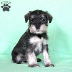 Shadow/Miniature Schnauzer									Puppy/Female	/8 Weeks,Meet this adorable Miniature Schnauzer puppy with a frisky spirit and darling eyes! This little cutie is up to date on shots and dewormer and vet checked! Each puppy comes with a health guarantee and is well socialized with children and family raised. If you are seeking a new companion to spoil and love contact Mary today! 