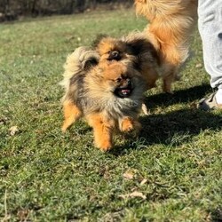 Little Mouse/Pomeranian									Puppy/Female	/6 Weeks,Mouse is a Heavy Sable Pomeranian who is expected to be around 3-5 pounds full grown. Momma is Pepper and Dad is Neyo! She is available to a PET HOME only NO BREEDERS! 