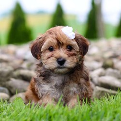 Wanda/Morkie / Yorktese Puppy/Female /8 Weeks Wanda/Morkie / Yorktese Puppy/Female /8 Weeks,Meet Wanda, the most adorable Morkie puppy you’ve ever laid eyes on! This little girl combines the best of both worlds with its Maltese and Yorkshire Terrier heritage. With her soft, silky fur and endearing button nose, she steals the hearts of everyone she meets. Playful and affectionate, she loves to cuddle and will quickly become your loyal companion. Her tiny size only adds to the charm, making her the perfect companion for any loving home. Whether you’re looking for a playful playmate or a snuggle buddy, she is the perfect choice!
