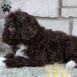 Jayla/Portuguese Water Dog									Puppy/Female	/March 27th, 2024,I’m a cute Portuguese Water Dog puppy. I’m excited to be going to my loving new forever home ! I have been vet checked. I love running and playing with people especially Children! I’m up to date on Vaccinations and have been dewormed. I also have 4 white paws.