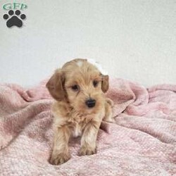 Missy/Toy Poodle Mix									Puppy/Female	/April 17th, 2024,Meet sweet little Missy!!  She is a morning pup…waking up and is ready for playtime when you are.  Loves being on the outside looking what she can find.  Super sweet, playful and cuddly.